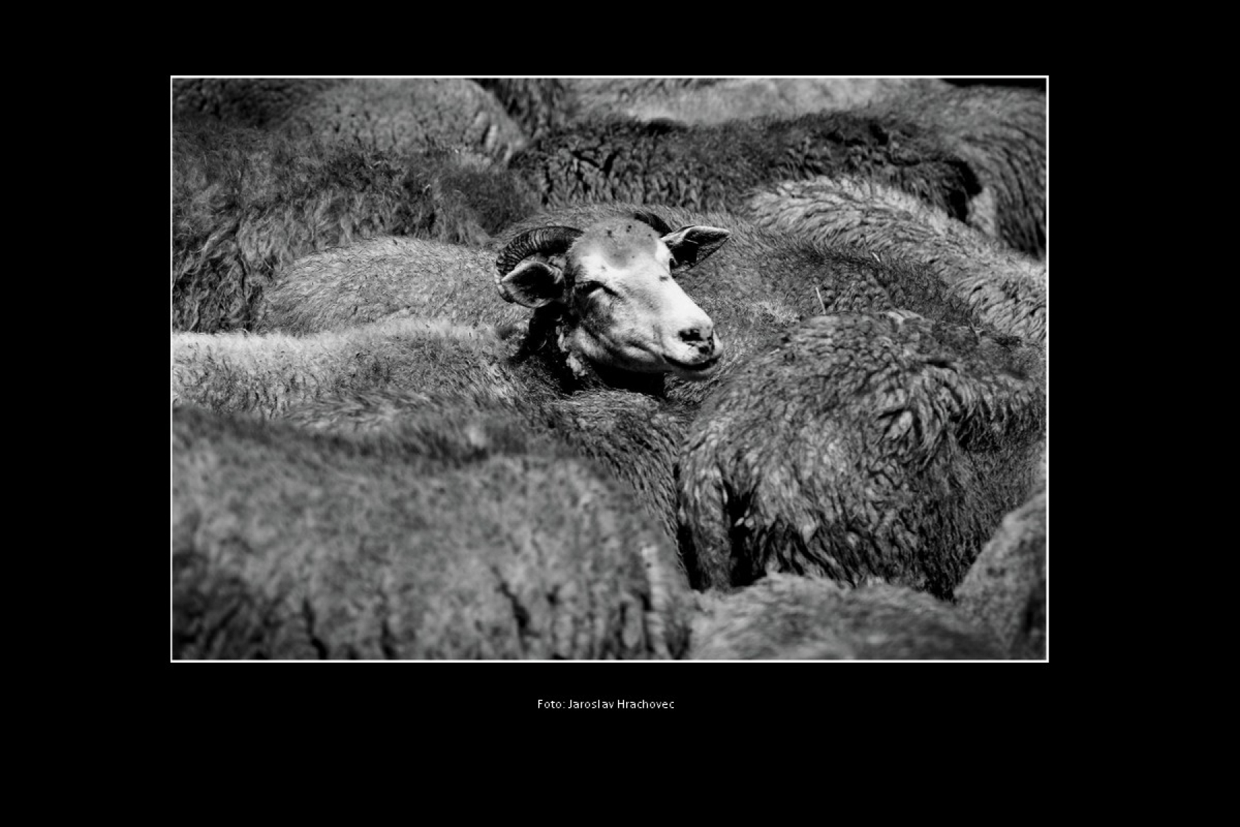 Spolek havířovských fotografů z.s.