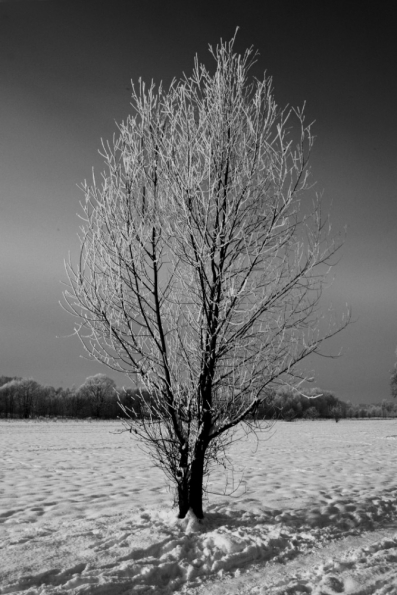 Lučina